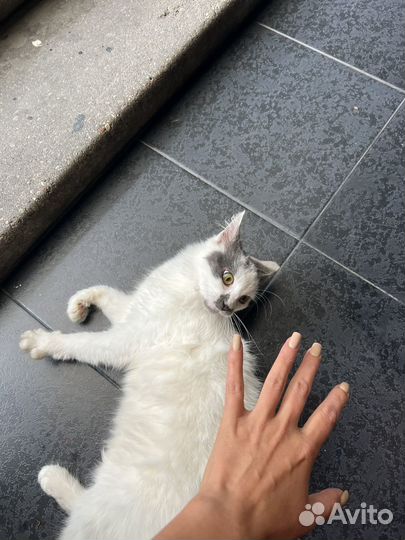 Очень ласковая кошка