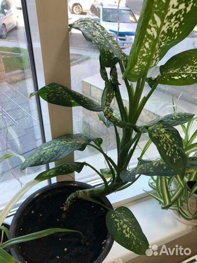 Диффенбахия