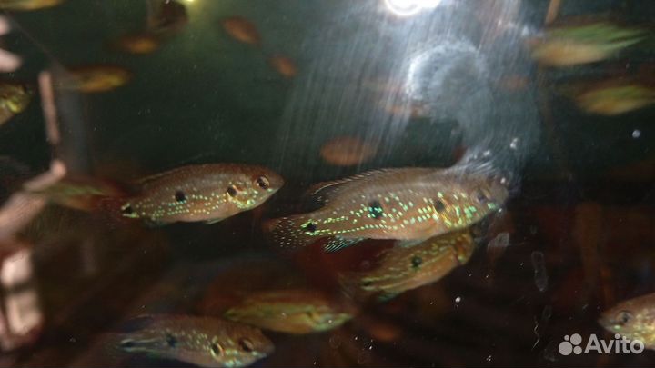 Хромис красавец