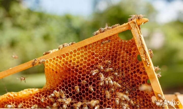 Пчелопакеты матки ульи мининуки