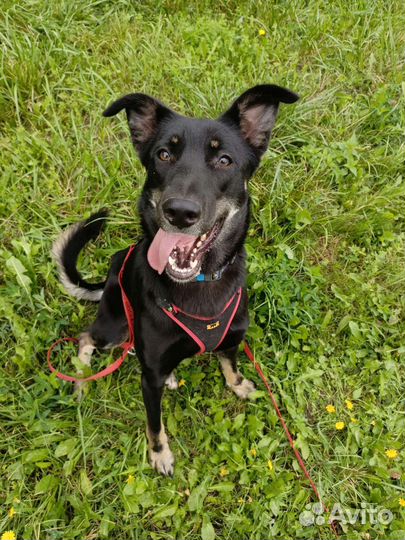 Собака в добрые руки. Черри в поисках дома