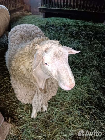 Бараны производители