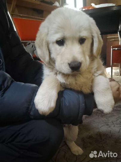 Лабрадор шоколад