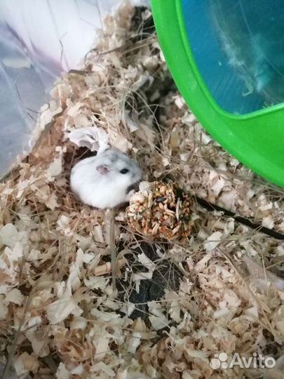 Лакомство для грызунов