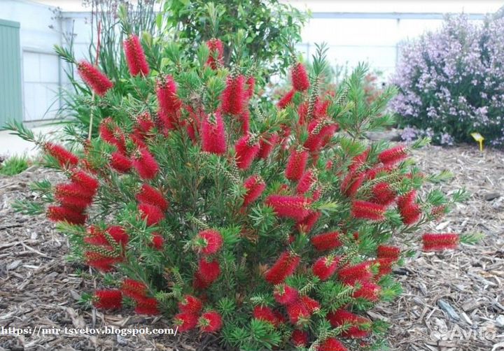 Каллистемон лимонный (семена)