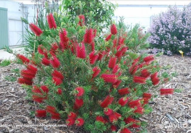 Каллистемон лимонный (семена)