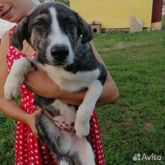 Султан ищет дом