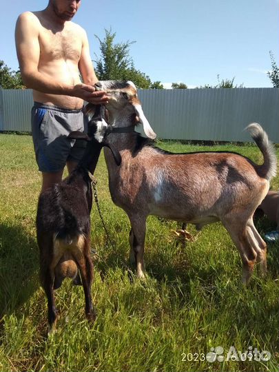 Козел и коза