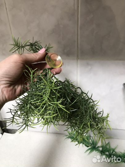 Все для аквариума