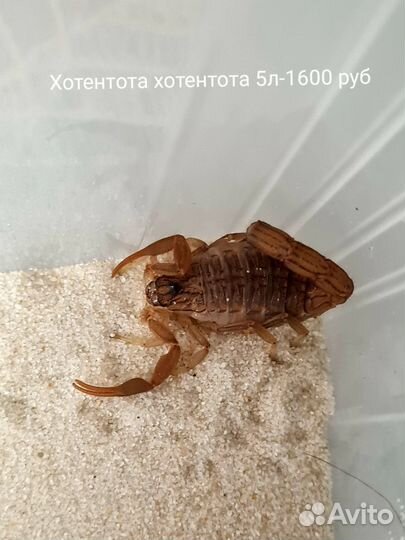 Сколопендры,пауки,скорпионы и мокрицы
