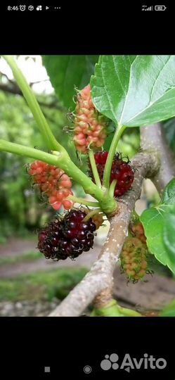 Усилитель мощности yamaha natural sound P2050