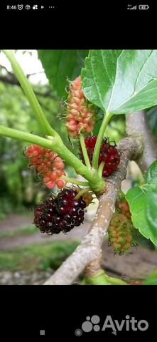 Усилитель мощности yamaha natural sound P2050