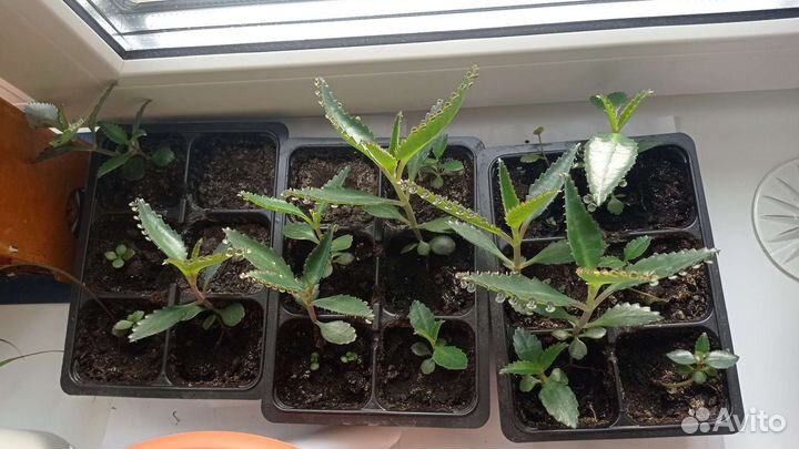 Каланхоэ лечебное