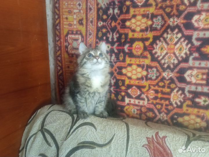 Котенок в добрые руки