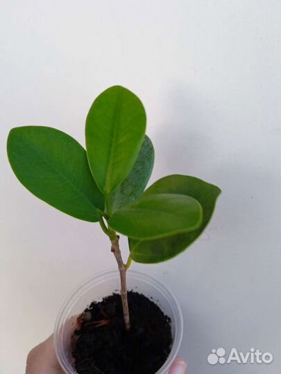Фикусы сортовые разные 6