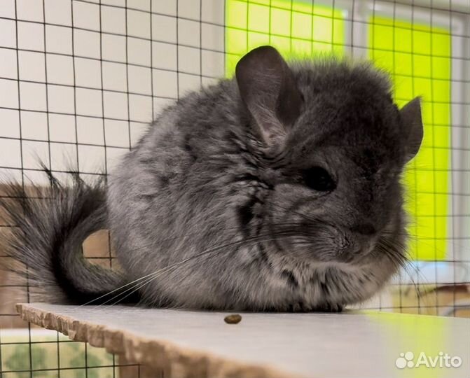 Шиншилла девочка