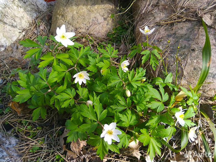 Цветы для сада (2)