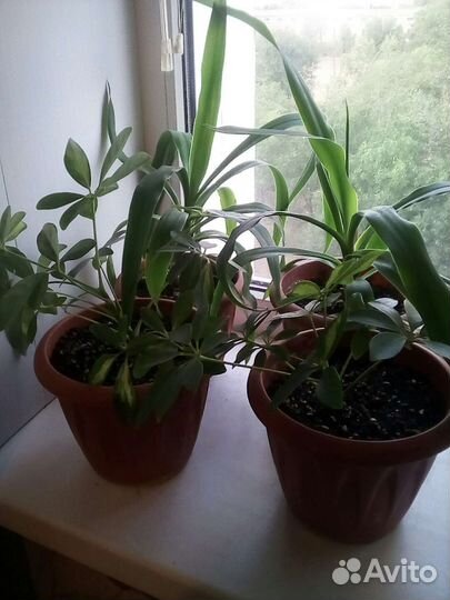 Шефлера, юкка