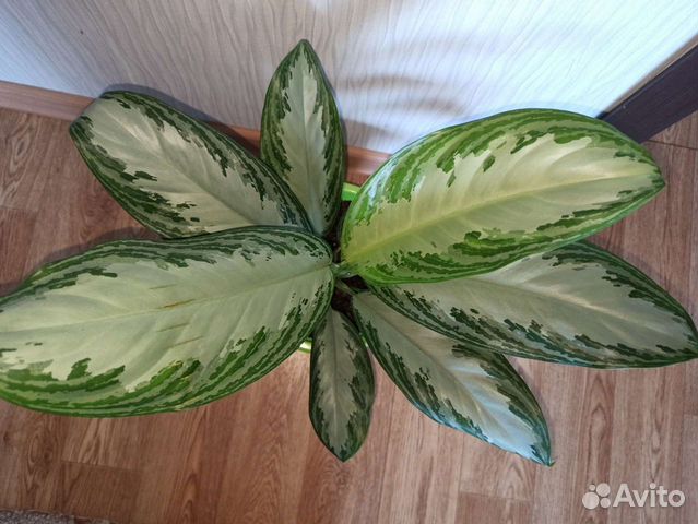 Аглаонема Сильвер Бей