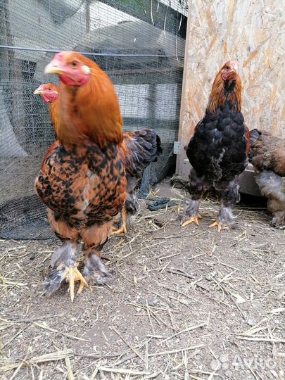 Петух брама