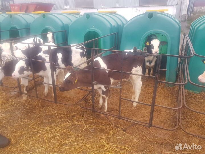 Молодняк крс