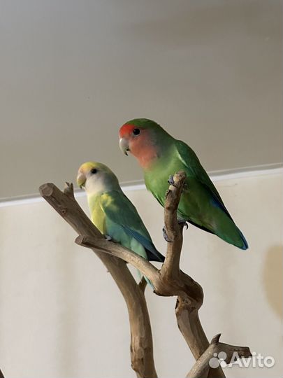 Попугай Неразлучник