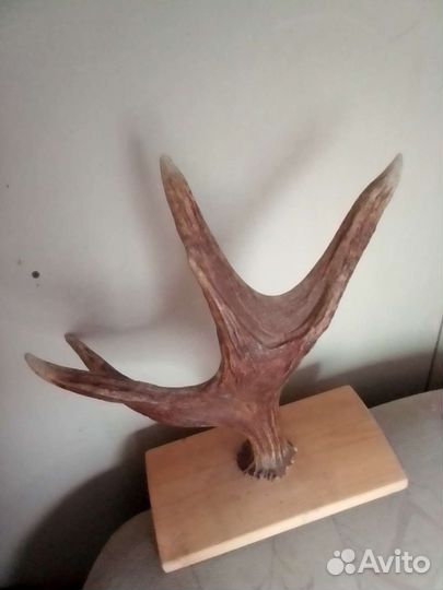 Продам рога лося