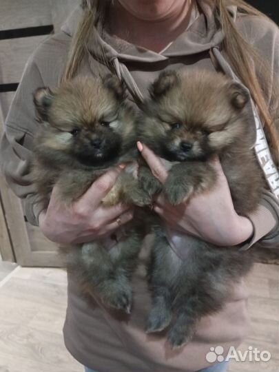 Щенки шпица