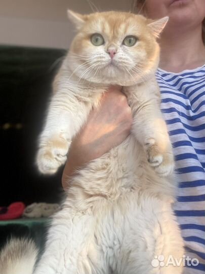 Британский золотой котик