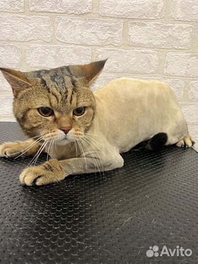 Стрижка кошек, экспресс линька. Груминг