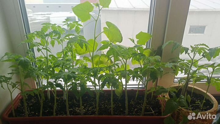 Рассада помидор, огурцы, перец