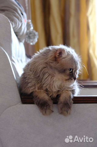 Передержка кошек. Гостиница для животных