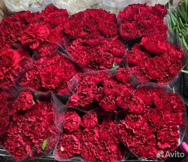 Доставка цветов / Гвоздики