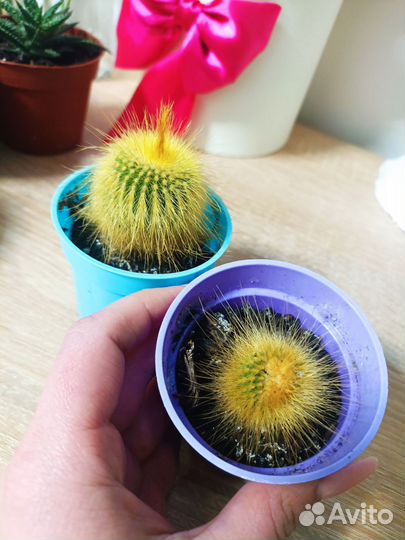 Кактусы и суккуленты