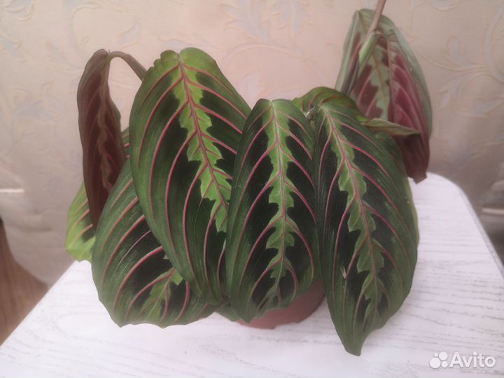 Маранта триколор