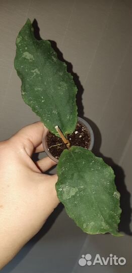 Хойя Ундулата