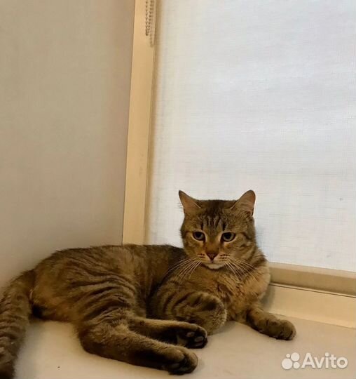Кот в добрые руки