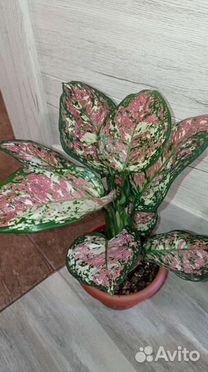 Анимани триколор аглаонема