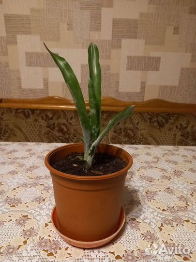 Пальма карликовая