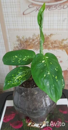 Драцена,Сциндапсус золотистый,Диффенбахия