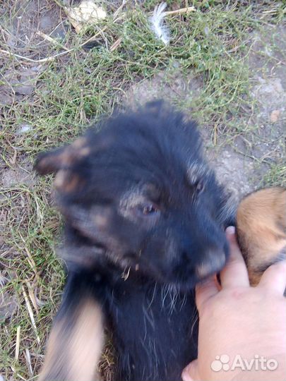 Собака в добрые руки отдам бесплатно