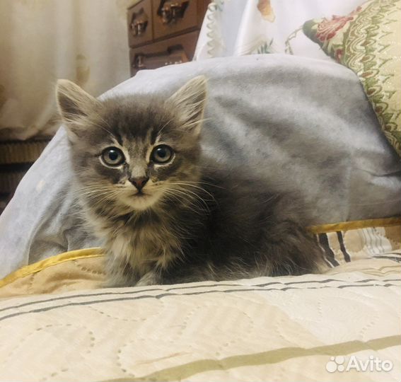 Котята отдам в добрые руки бесплатно