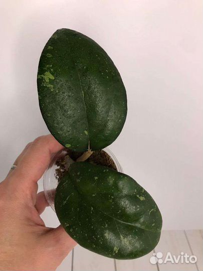 Хойи сортовые 3