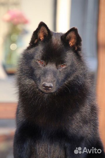 Кобель вязка