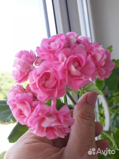 Пеларгония, герань сортовая