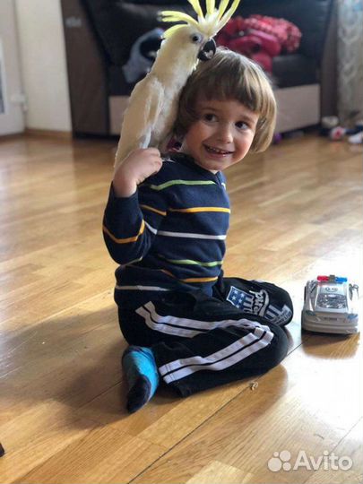 Попугай птенцы