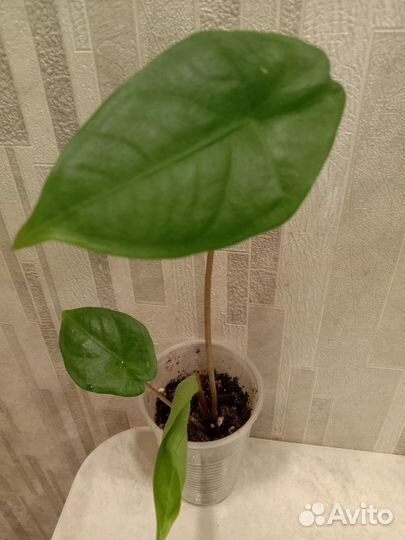 Алоказии Венти вар, Гагеана,Коразон