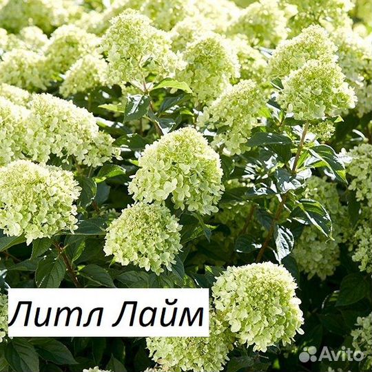 Гортензии метельчатые 3 года