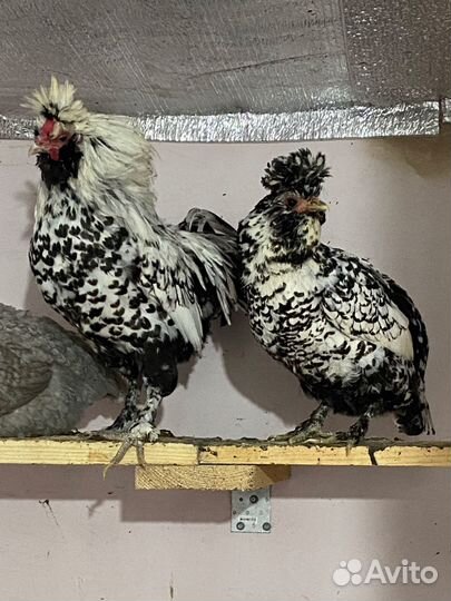 Ухейилюль петух