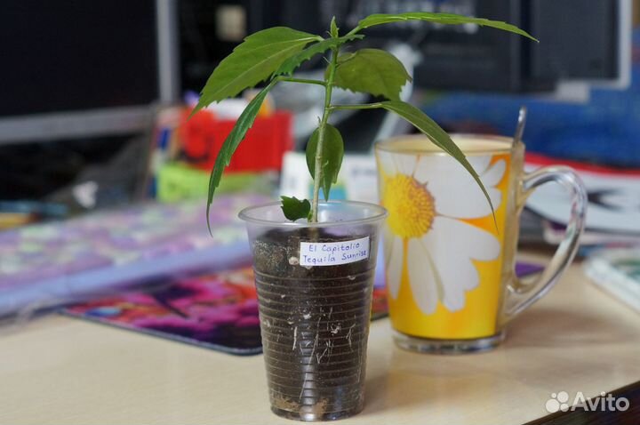 Гибискусы Рассвет с Текилой Tequla Sunrise черенки